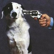 animali domestici e stalking